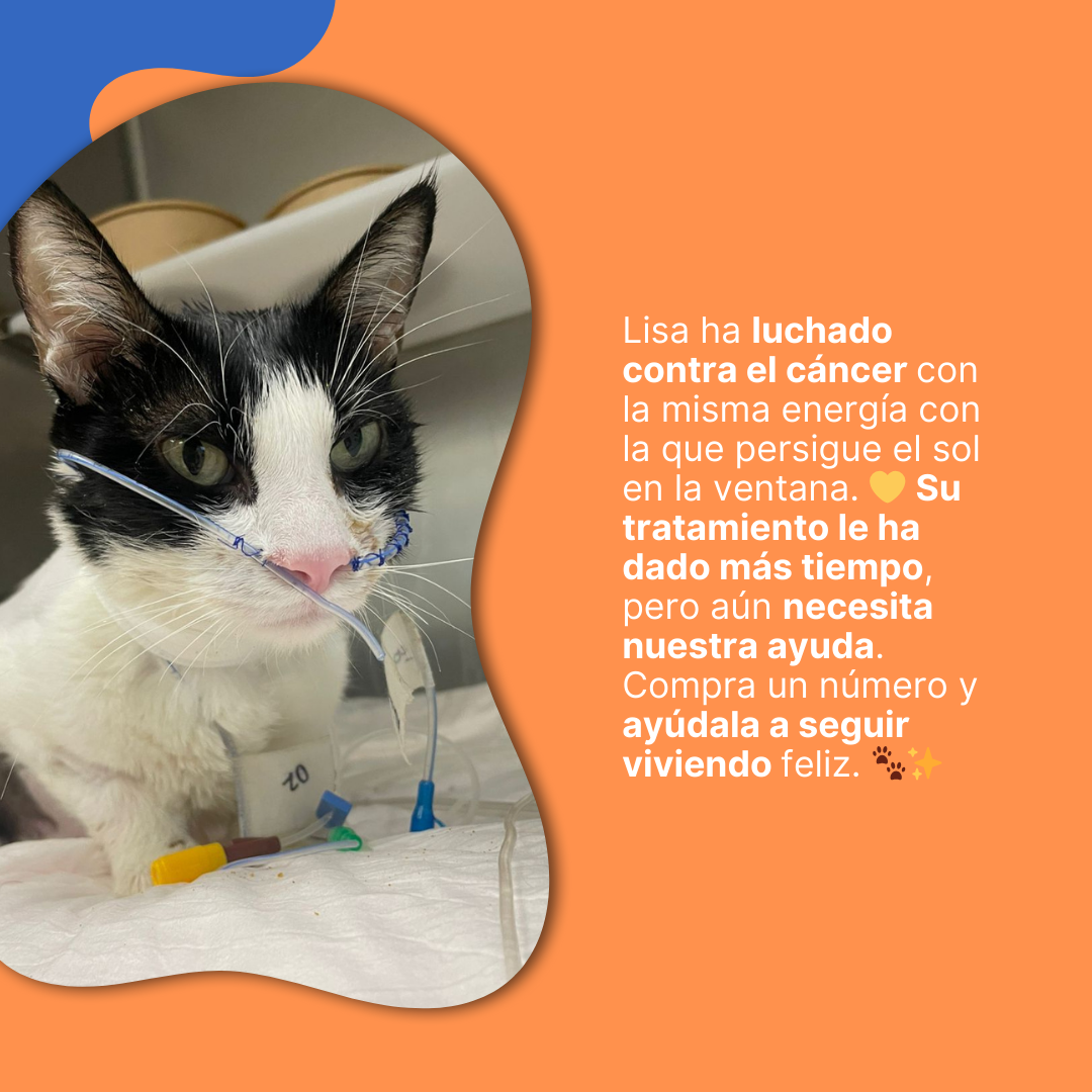 Rifa Solidaria para Lisa - Imagen 2